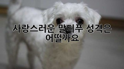 사랑스러운 말티푸, 성격은 어떨까요?